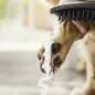 Preview: Hundebrause DogShower hansgrohe für alle handelsüblichen Duschschläuche