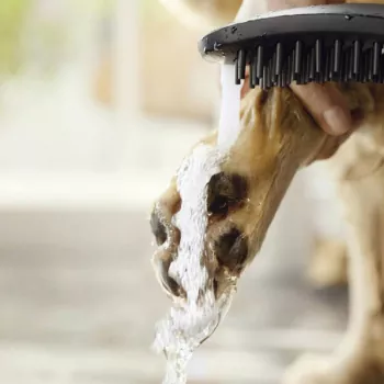 Hundebrause DogShower hansgrohe für alle handelsüblichen Duschschläuche