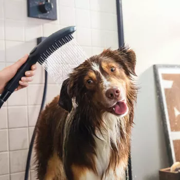 Hundebrause DogShower hansgrohe angenehm und effizient